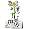 Fleurs, dessin de Phillipe, réf. 0011-0665