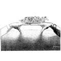 dessin de Ga&uuml;z&egrave;re, r&eacute;f. 0001-1423