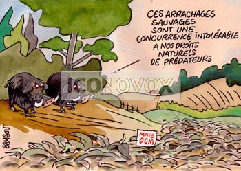 dessin de Samson, réf. 0015-0969